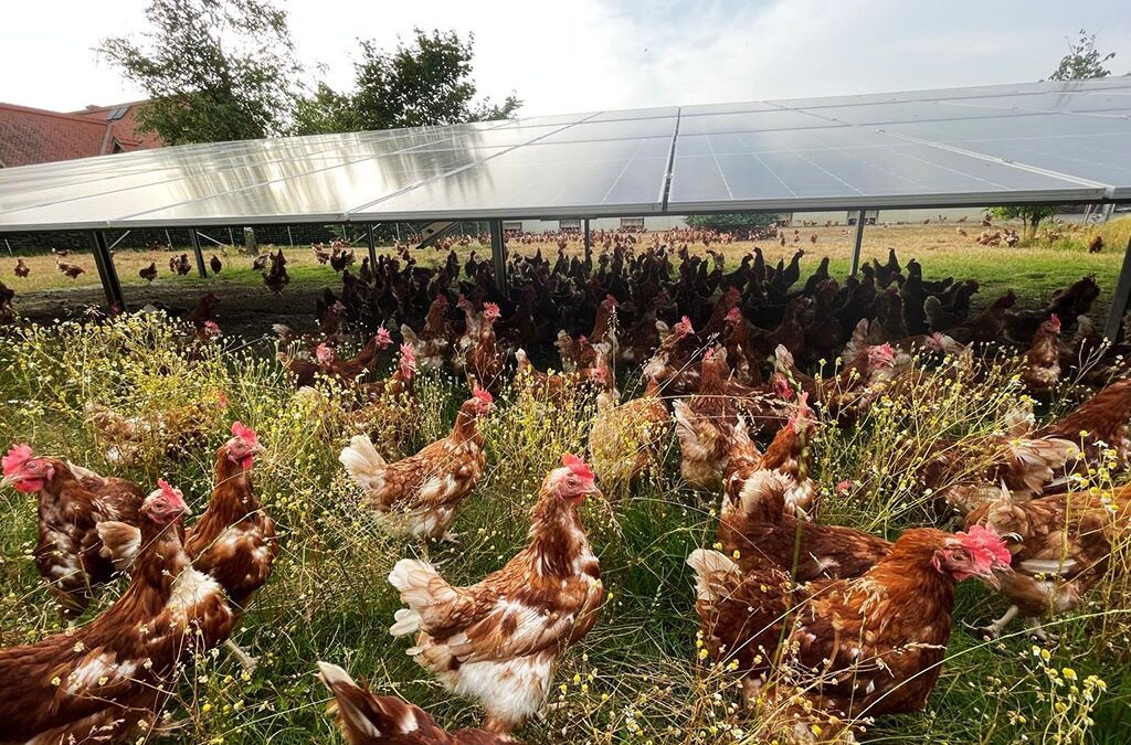 Agri-Photovoltaik mit Geflügelhaltung bietet die maximale Synergie