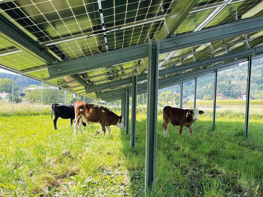 PV-Doppelnutzung mit Rindern