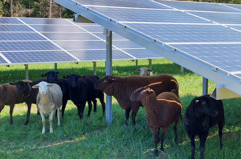 Agri-Photovoltaik – ökologisch und wirtschaftlich