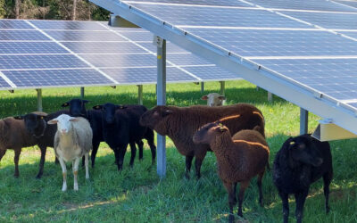 Agri-Photovoltaik – ökologisch und wirtschaftlich