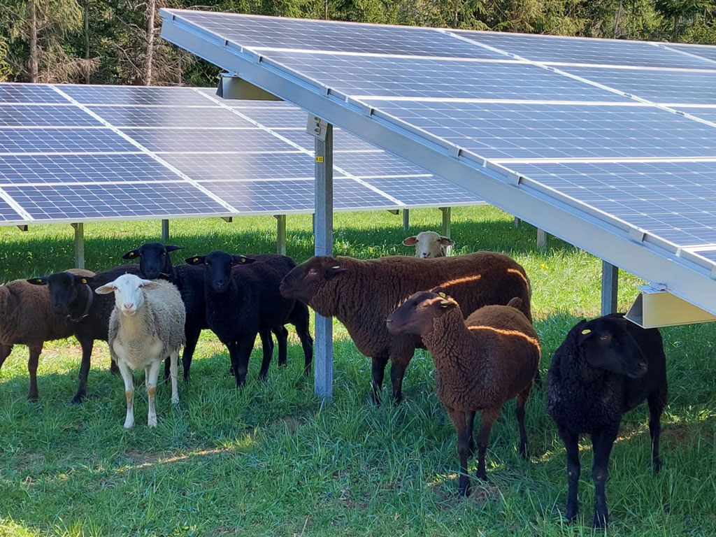 Photovoltaik Freifläche Feistritz 2500 kWp