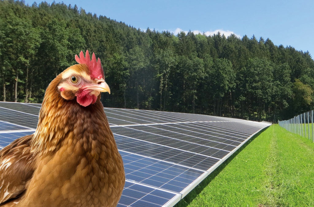 Agri-Photovoltaik mit Hühnerhaltung