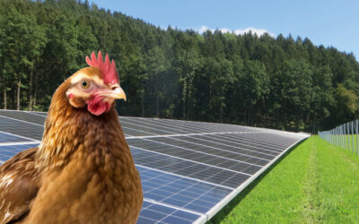 Agri-Photovoltaik mit Hühnerhaltung